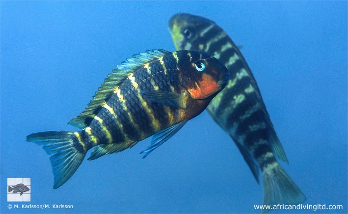 Tropheus sp. 'mpimbwe' Katondo Point